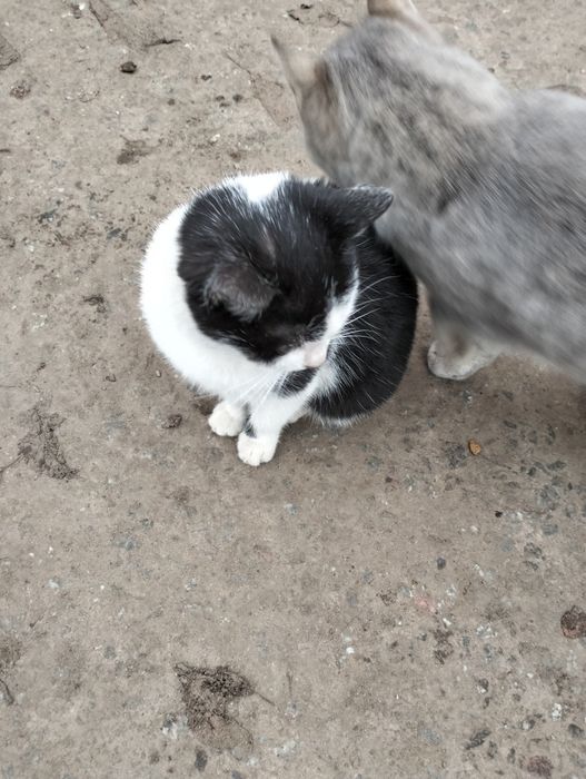 Маленька, лагідненька, кішечка.