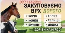 Корови корова корова