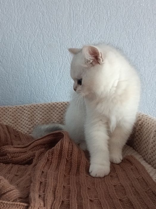 У нас є пухнастий бешкетник