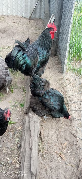 Джерсійський гігант інкубаційні яйця