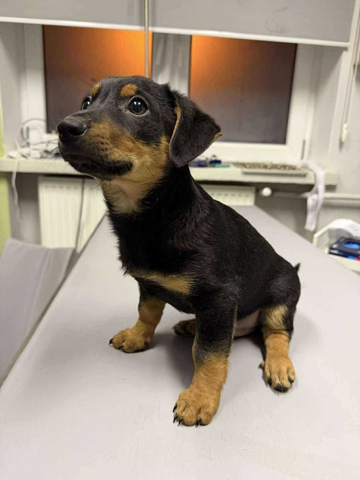 Romek i Atomek - urocze, małe szczeniaki szukają domów!