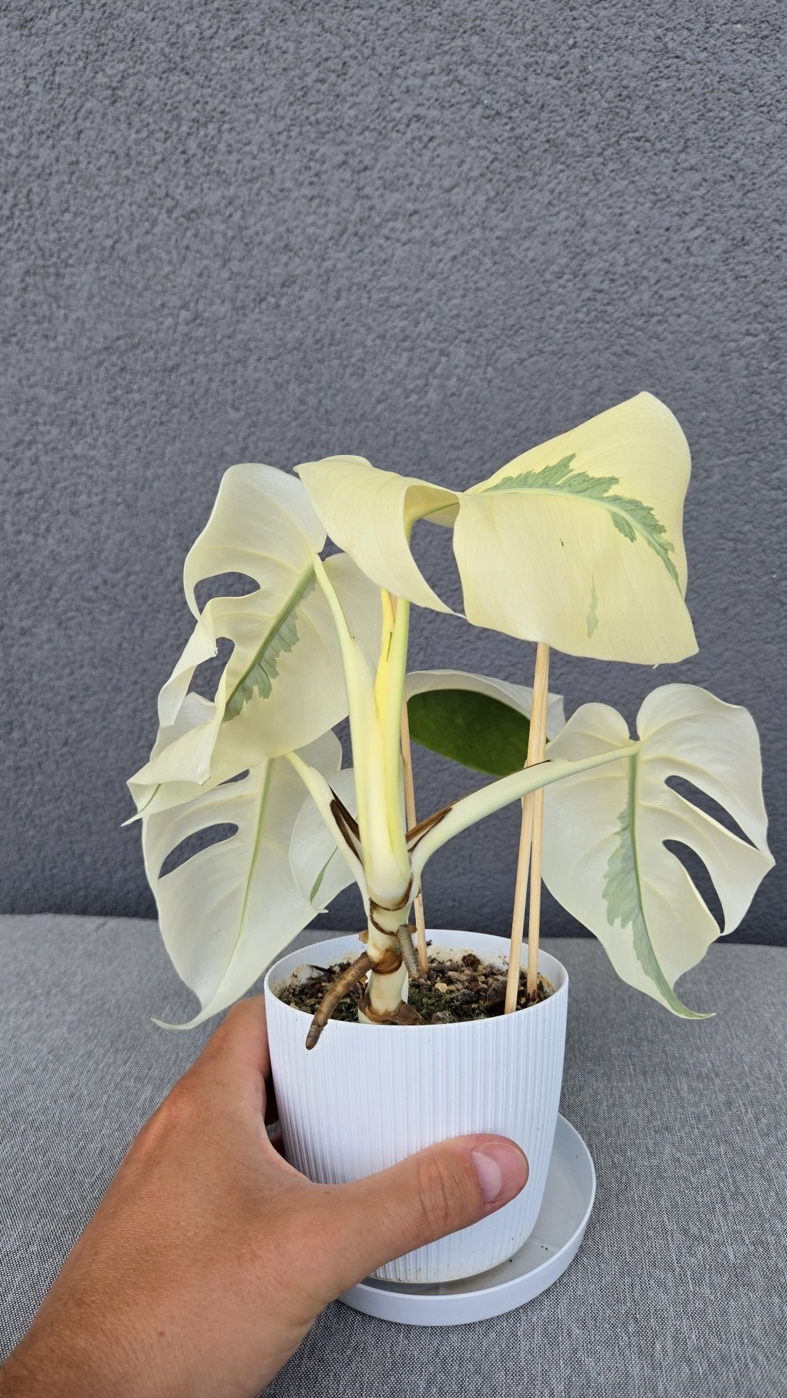 Monstera Variegata White Ghost Lava