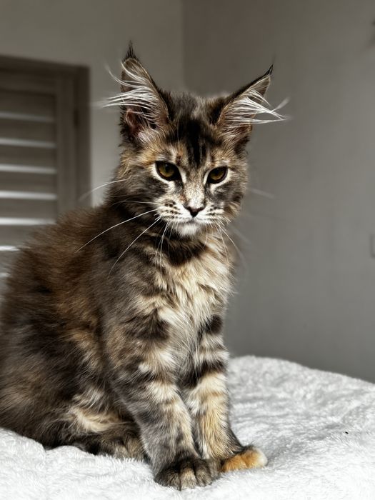 Мейн кун Chloe. Розплідник