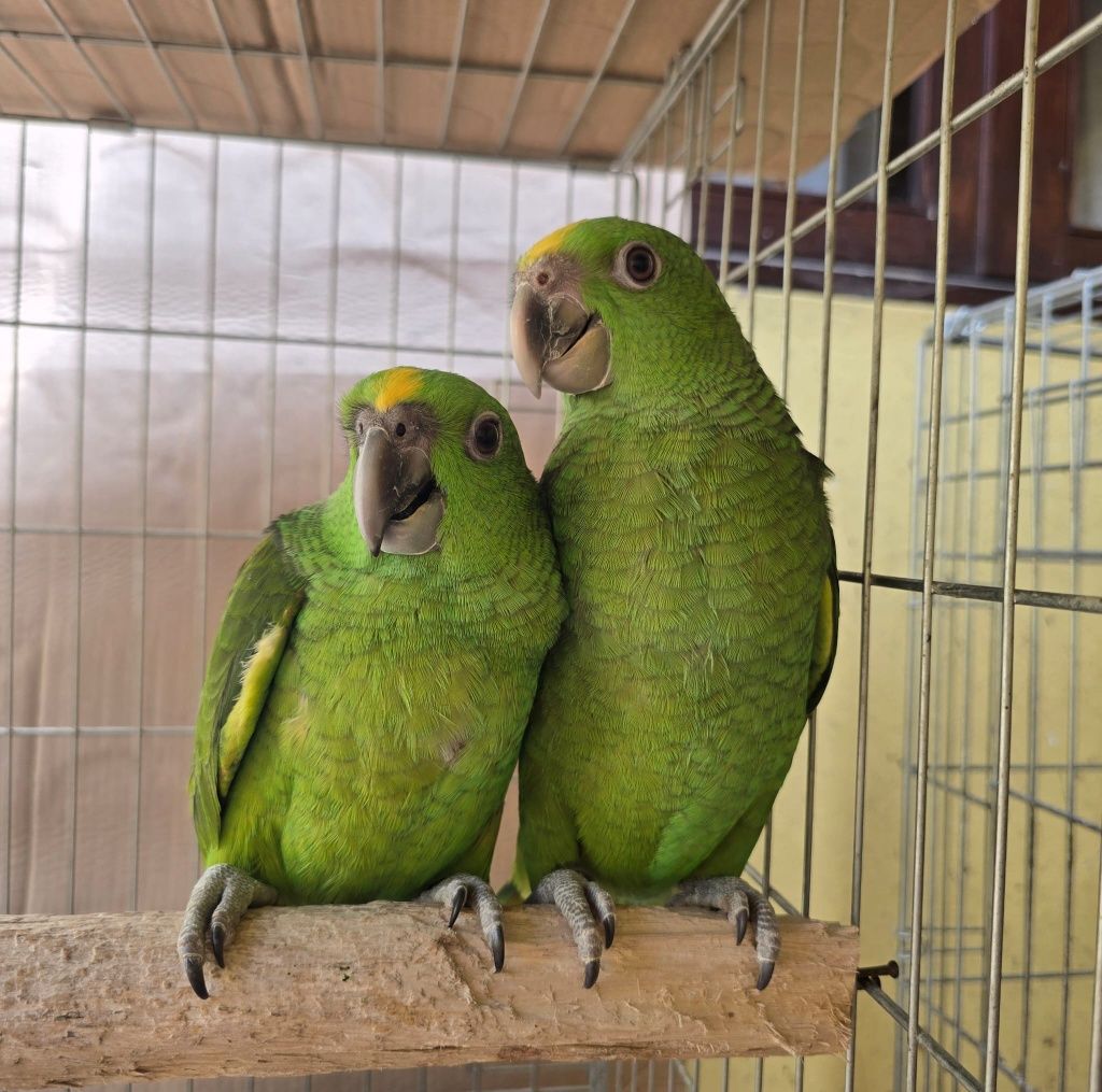 Amazona auropalliata