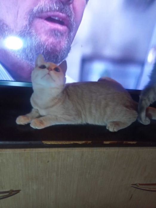 Продам Британських кошенят