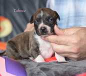 Amstaff urocza, najwyższej jakości dziewczynka