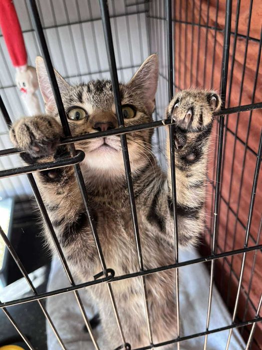 Mała bura koteczka do adopcji