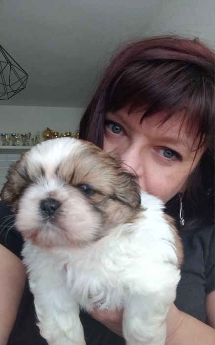 Shih-Tzu przepiękny chłopak