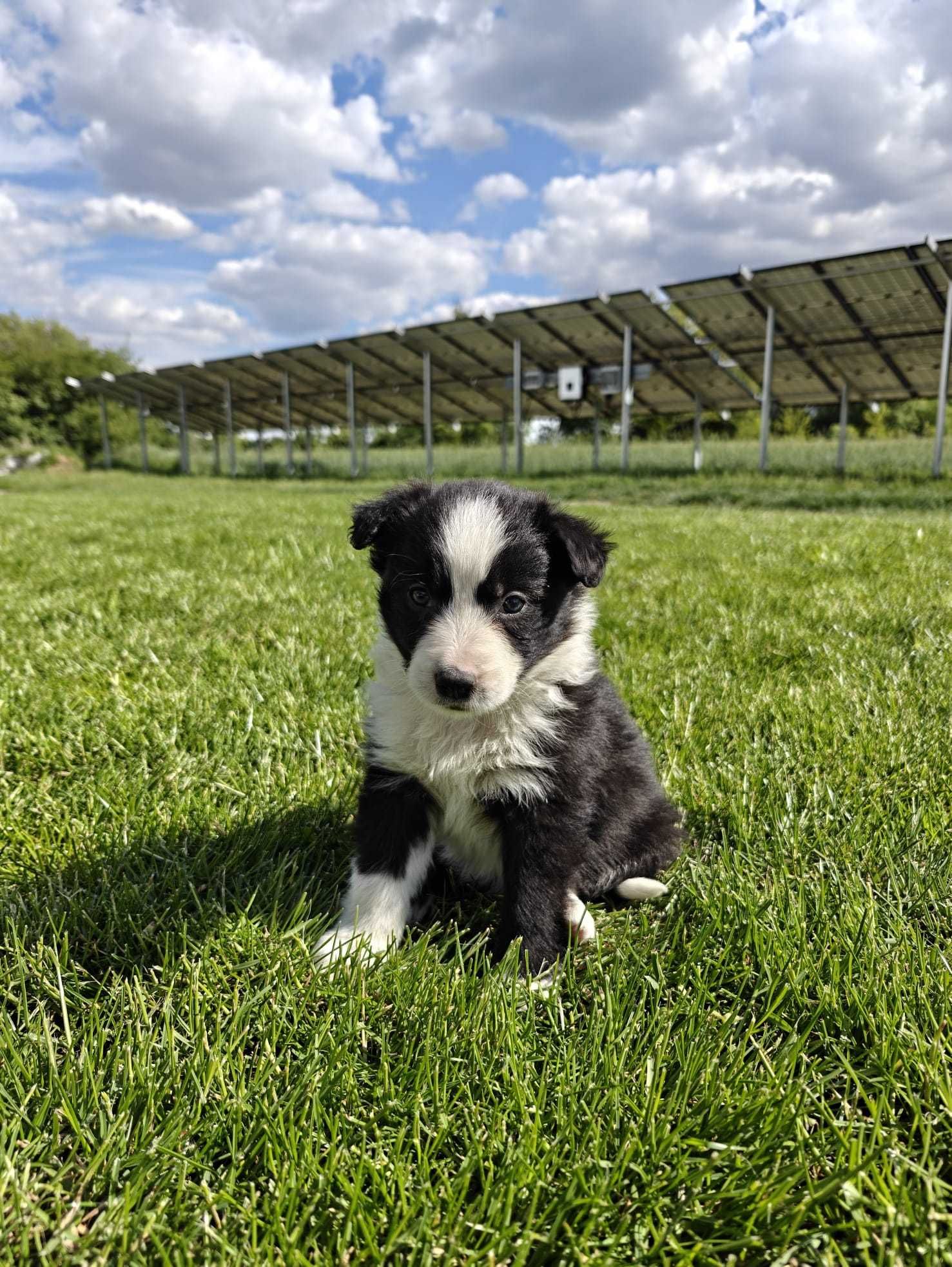 BORDER COLLIE śliczna suczka