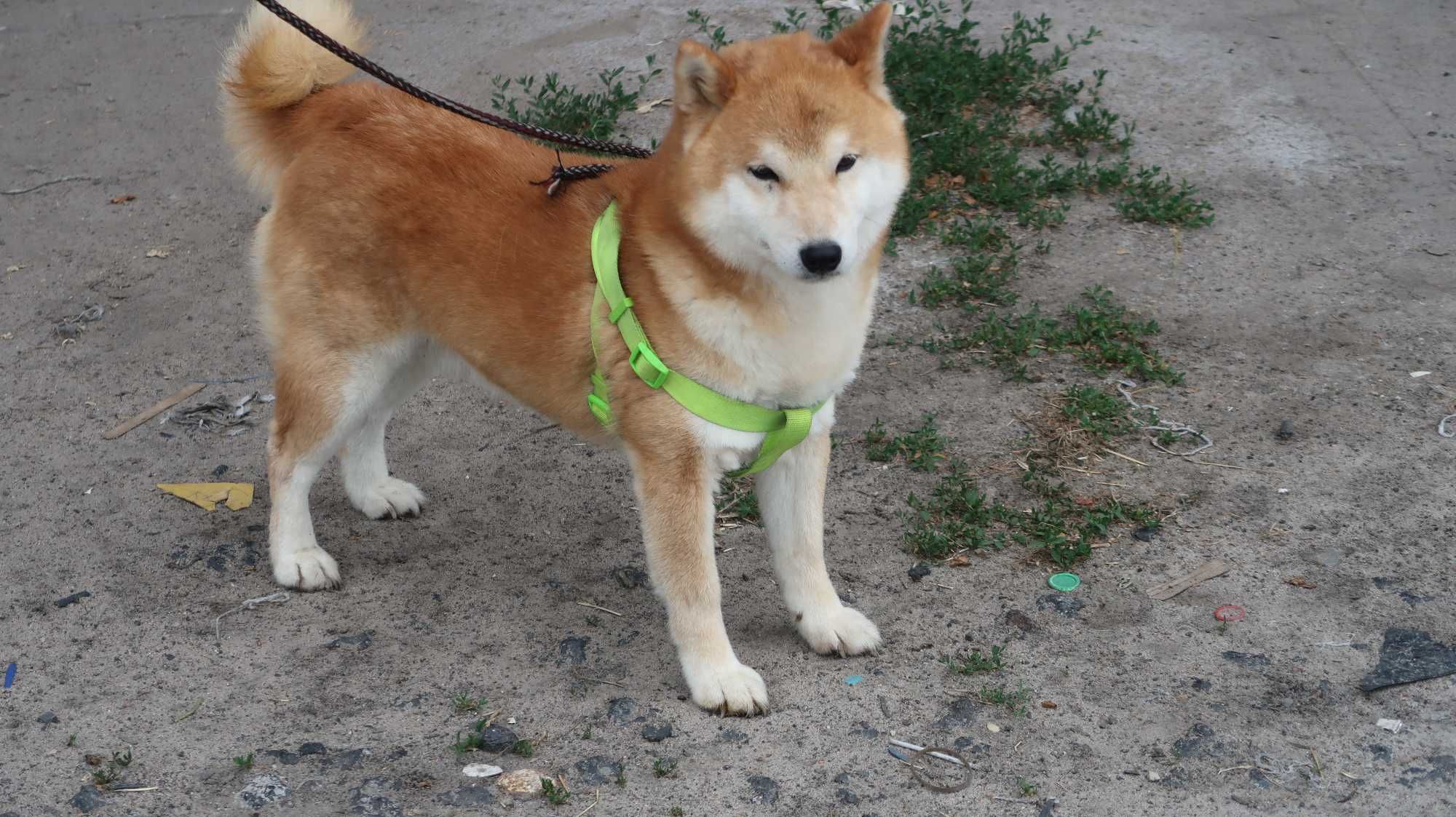 Shiba inu suczka Sprzedam