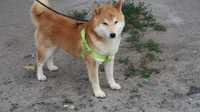 Shiba inu suczka Sprzedam