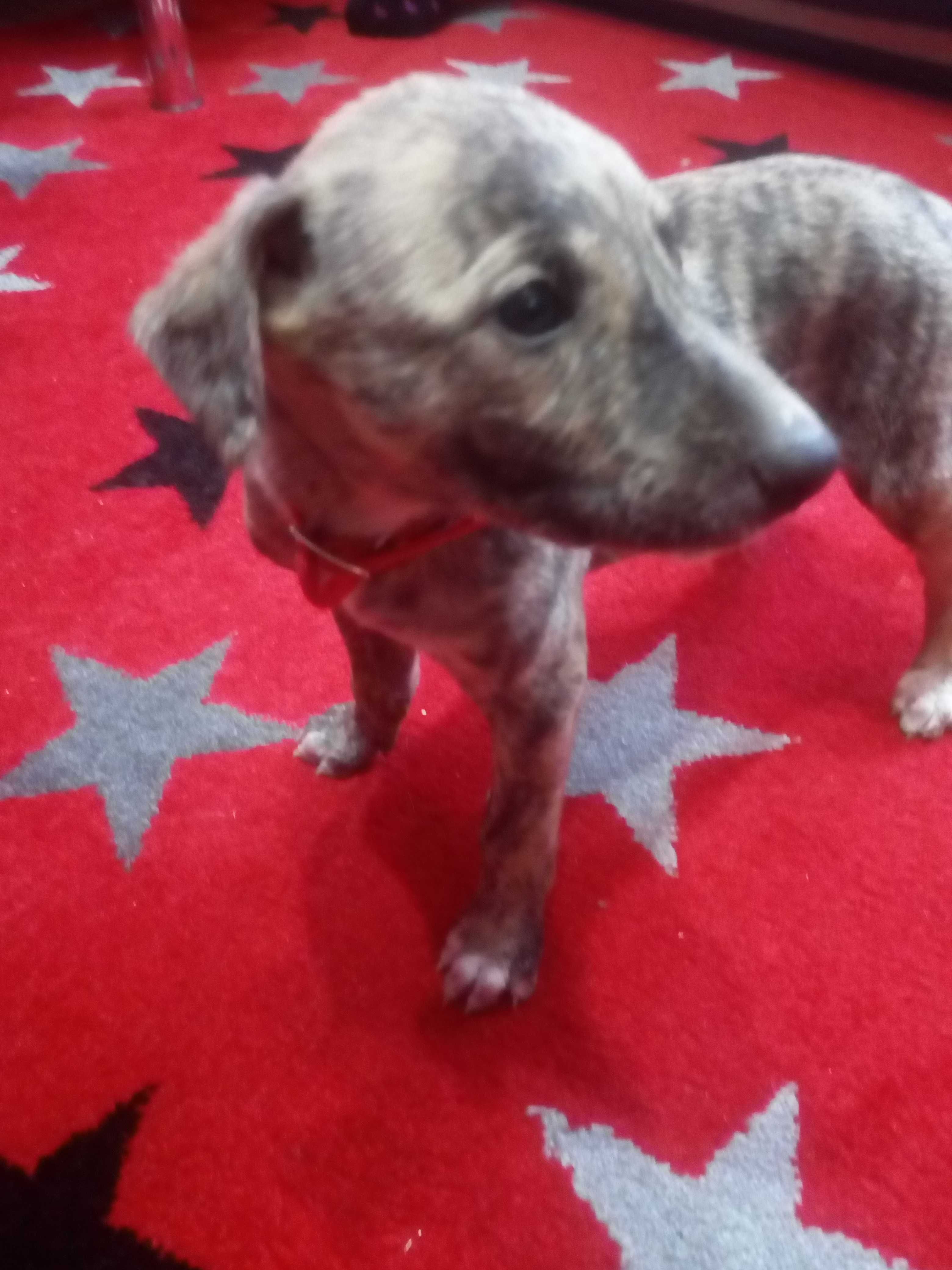 Chart Angielski Whippet.  piesek