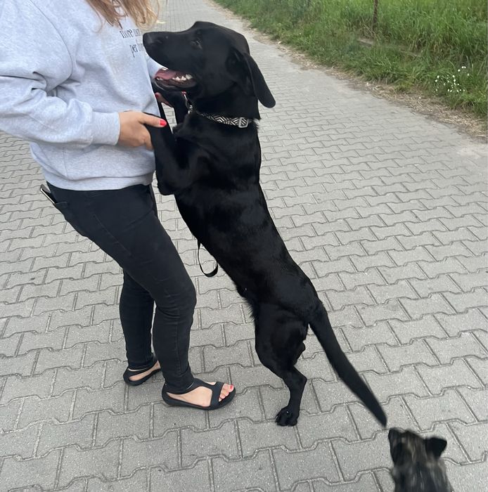 Piesek Batman szuka swojego człowiek