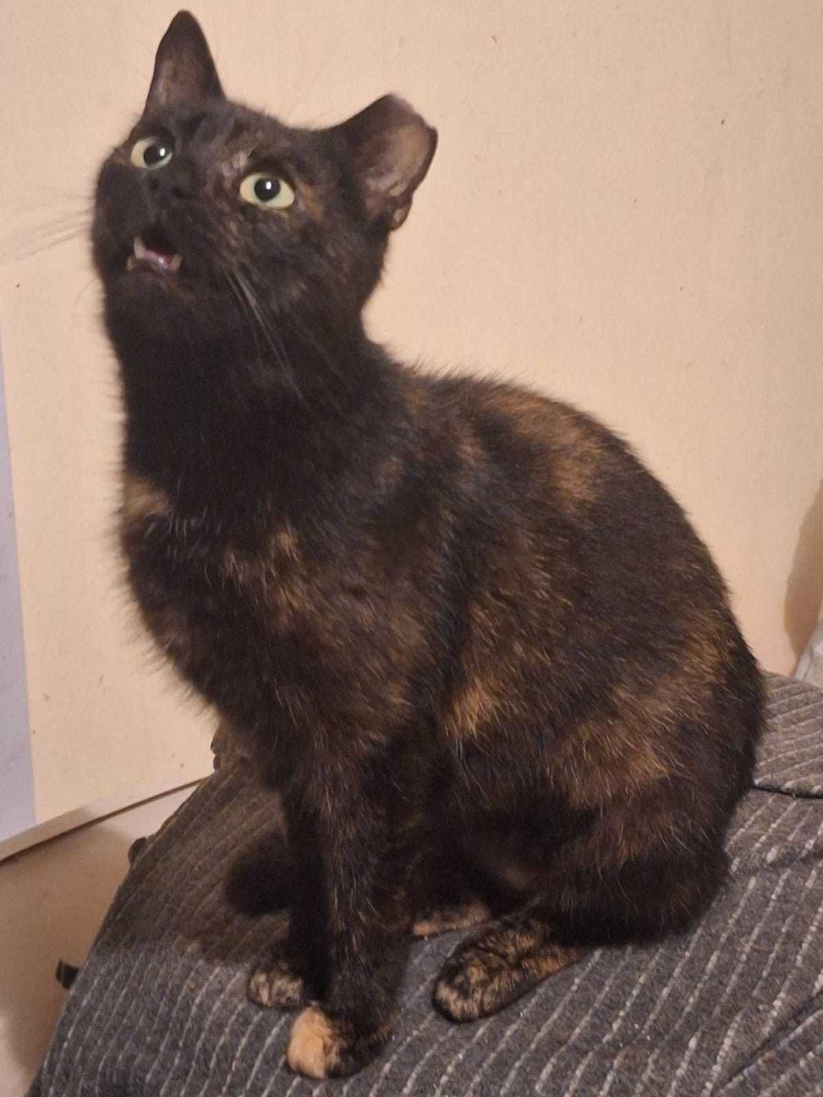 Konwalia kotka niespełna roczna do adopcji piękna szylkret