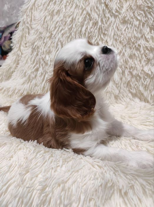 Кавалер Кинг Чарльз Спаниэль, девочка