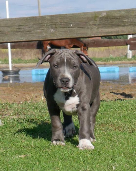 American Staffordshire Terrier ZKwP Amstaf FCI błękitna suczka WAIKIKI