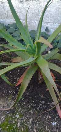 Remédio de aloevera