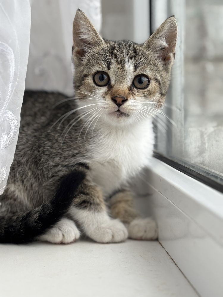 Кошеня Борюсик шукає маму