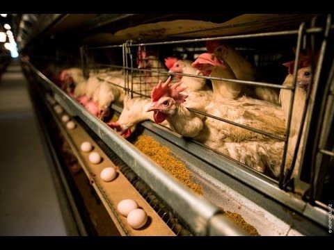 Продам курей несушок! Доставка безкоштовна!