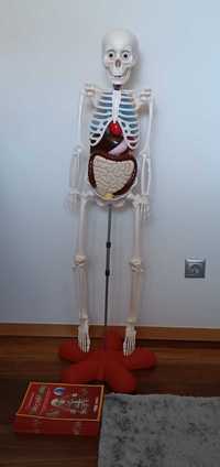Esqueleto humano - National Geographic