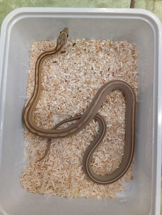 Wąż zbożowy caramel stripe tessera