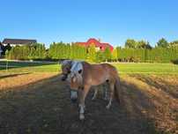 Klacz rasy Haflinger