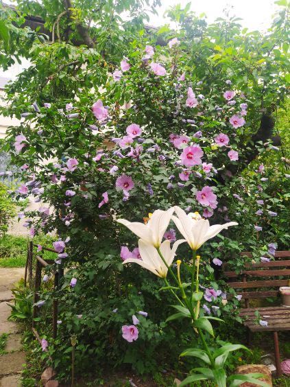 sadzonki hibiskusa