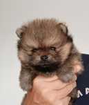 Pomeranian (szpic miniaturowy) - piesek FCI