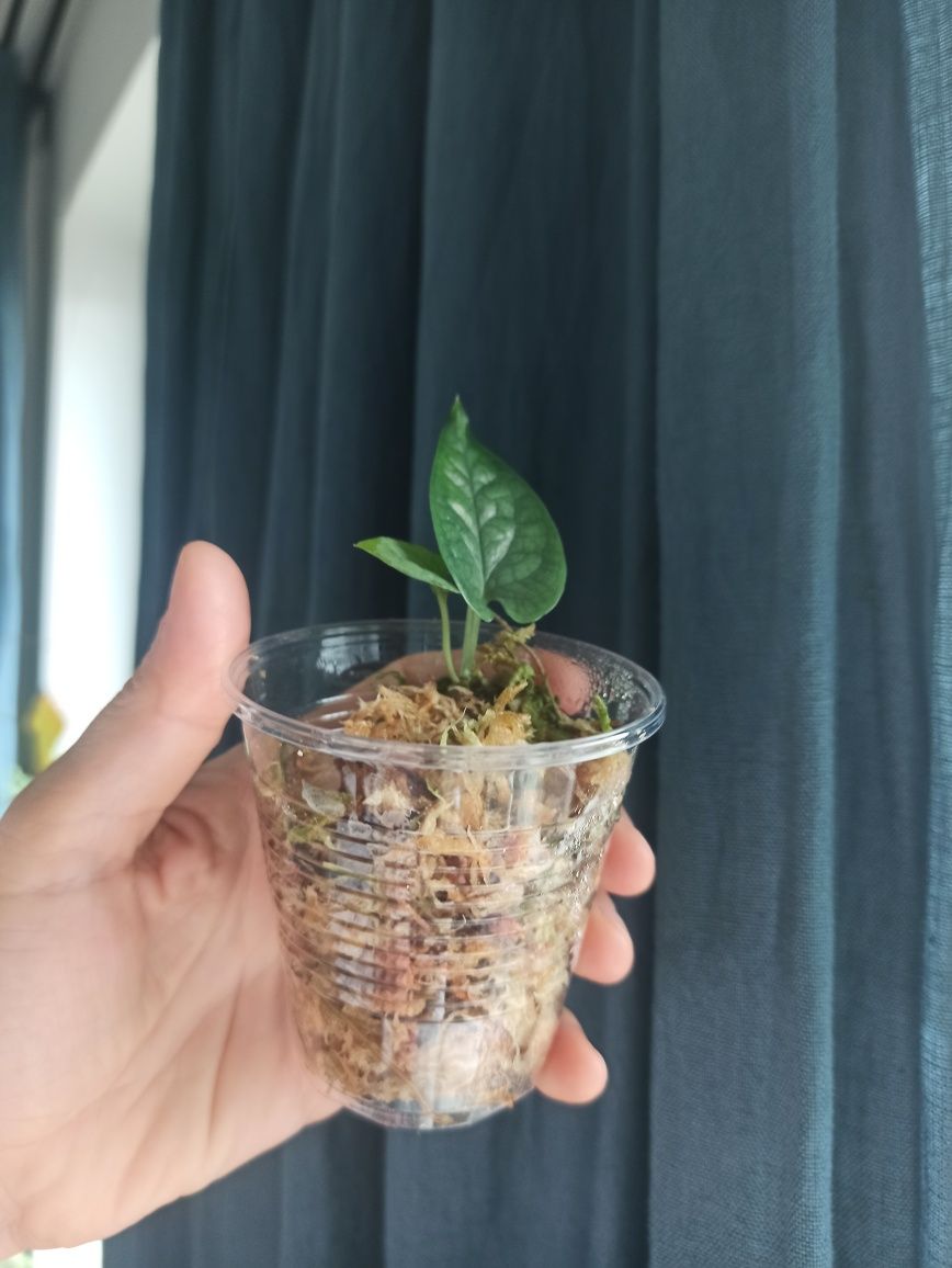 Amydrium Medium (Monstera Spiderman)