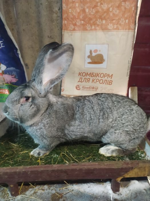 Кролики німецький строкач і бельгійці шиншилові і білі,