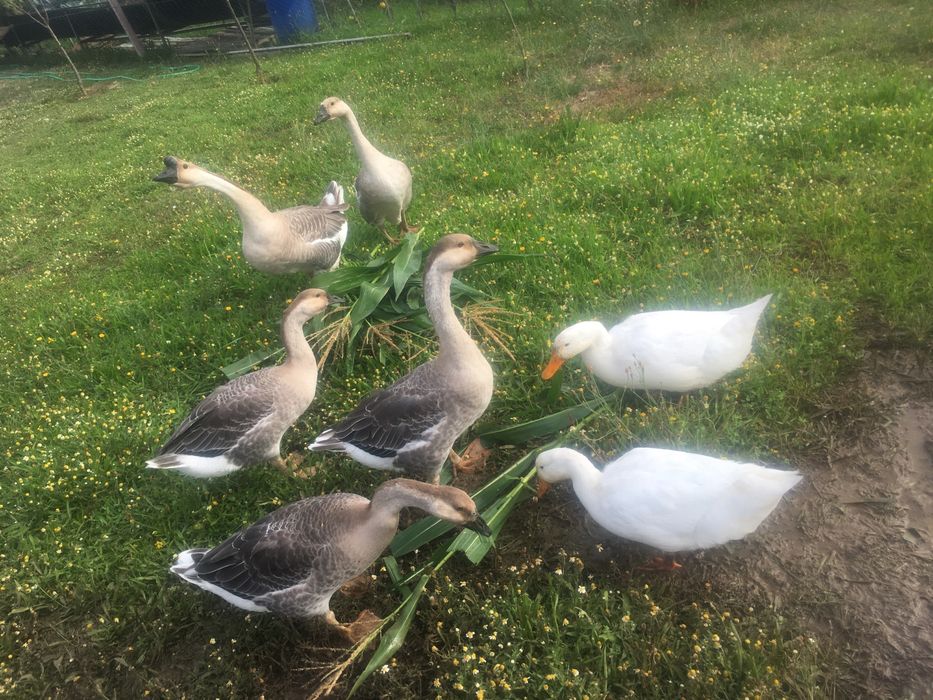 Porcos vietnamitas/frangos/perus/garnisos