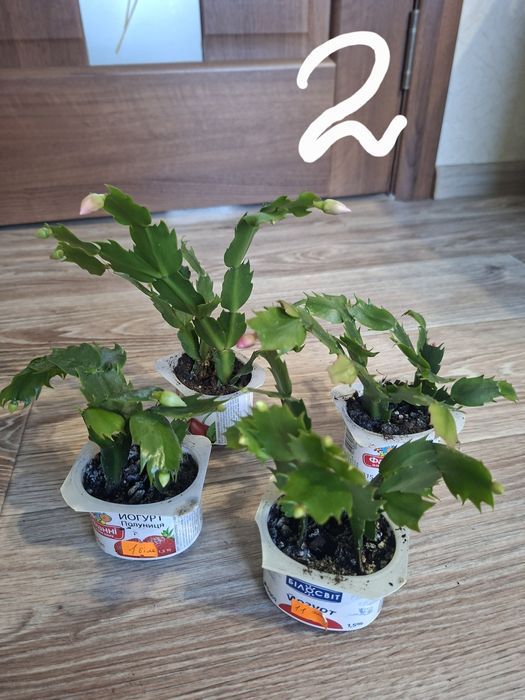 Квіти, шлюмбергера, різдвяник