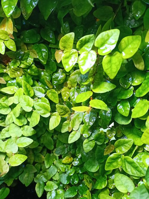 Roślina terrarium tropikalne, Ficus pumila