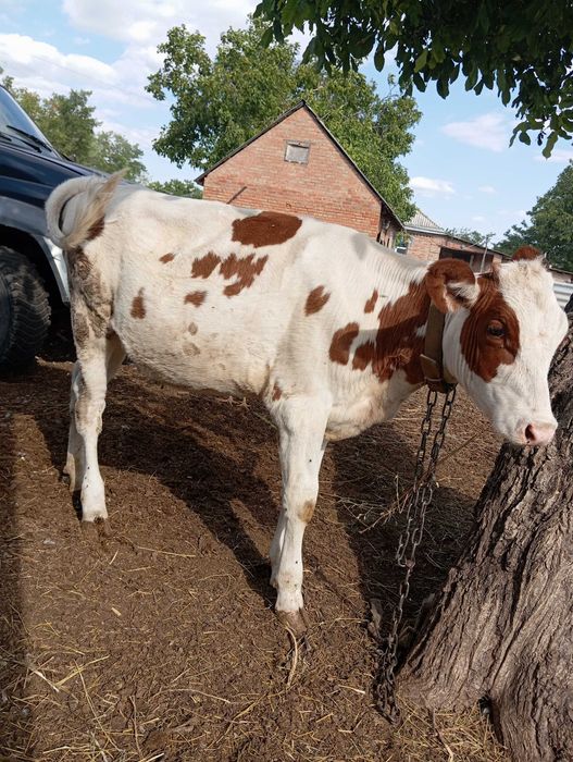Продам теличку вік 7 місяців Кіровоградська область