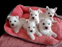 West Highland White Terrier | ZKwP FCI  CMO-0  PIESEK