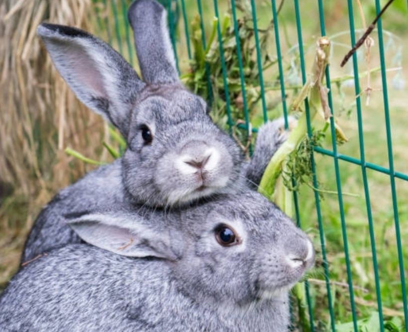 Кролики шиншиловые
