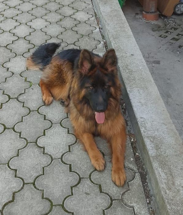 Owczarek niemiecki długowłosy