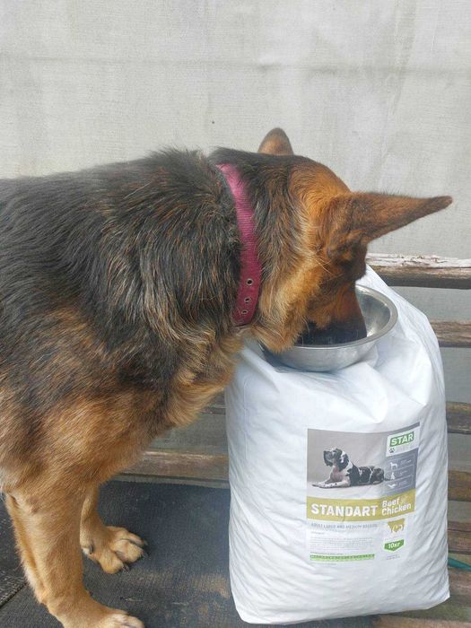 Тільки краща їжа для домашнього улюбленця – STARDEYL!
