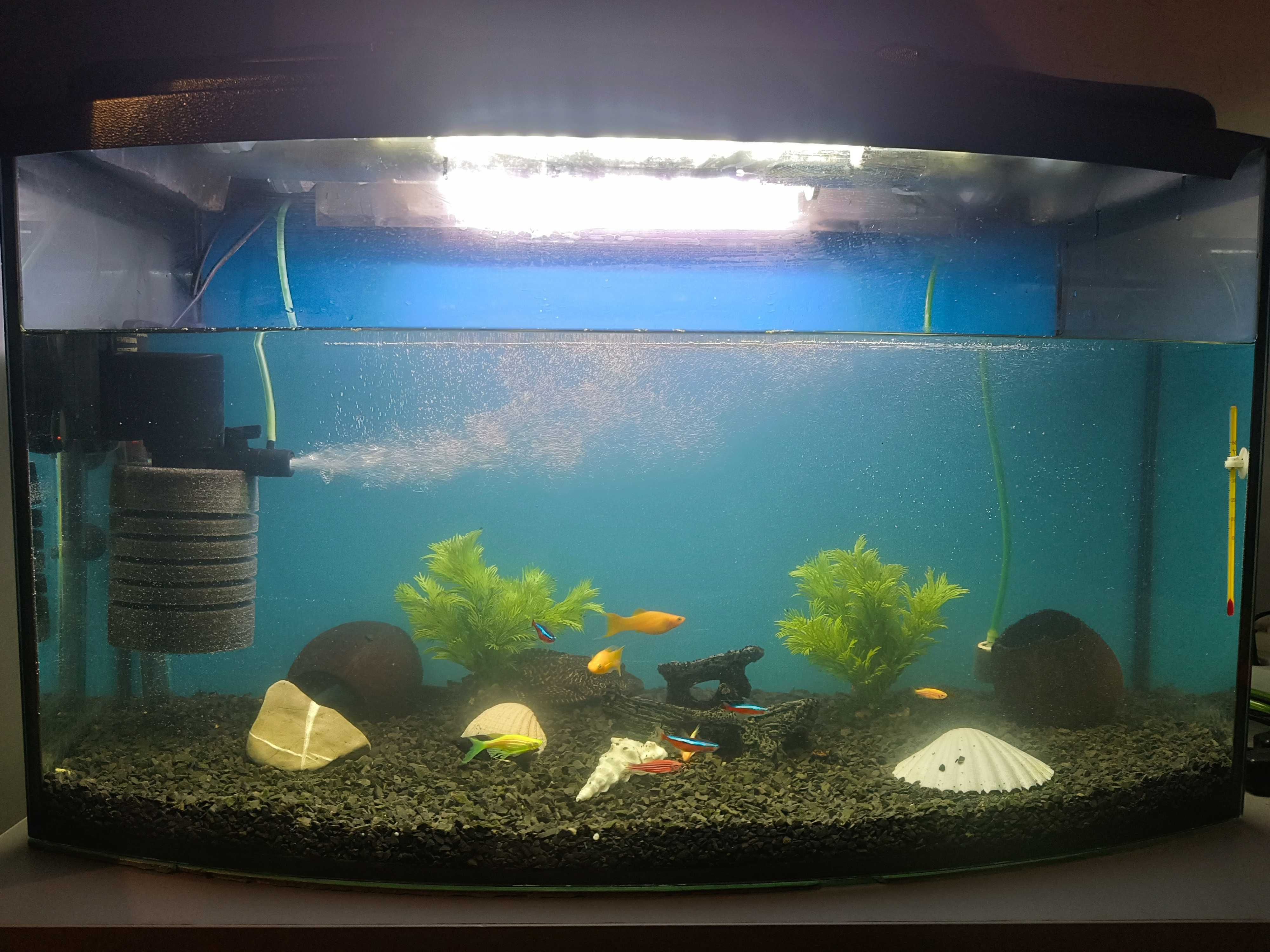 Akwarium z wyposażeniem bez rybek