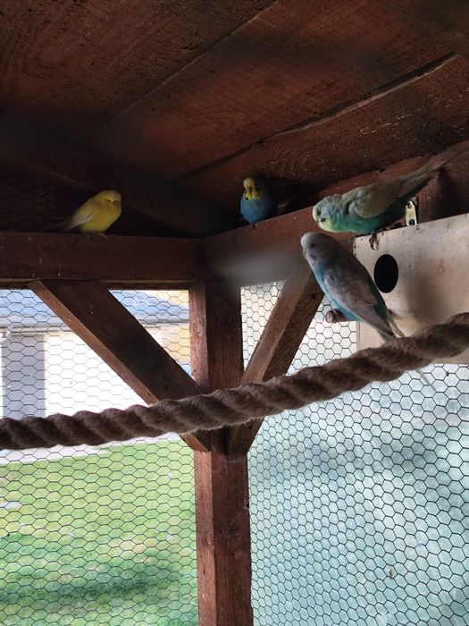 Papużki faliste i nie tylko