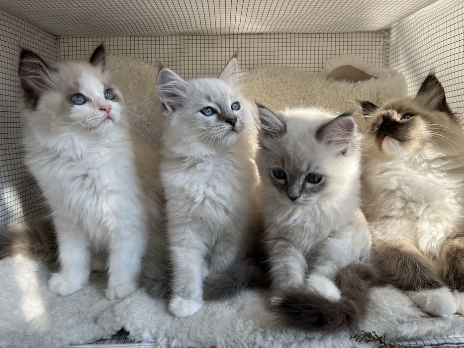 Kocurek z rodowodem Ragdoll