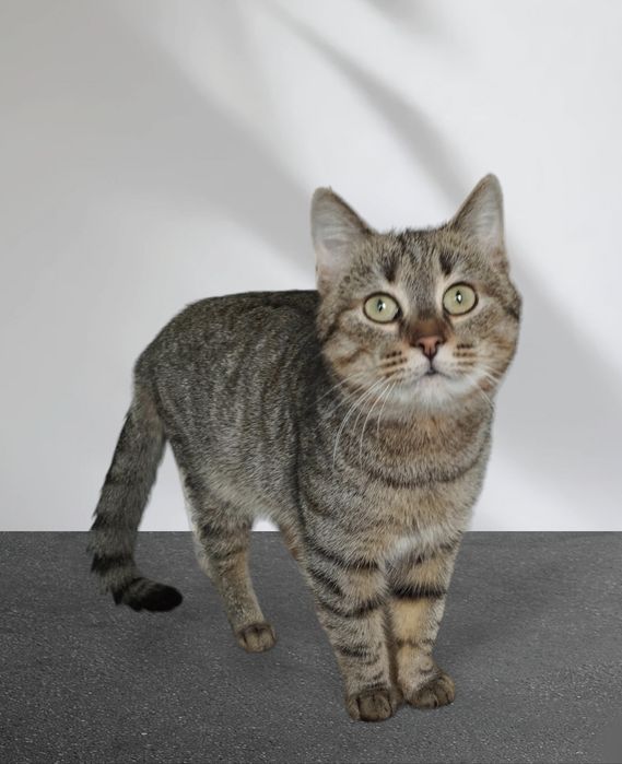 Молоденькому красунчику потрібен дім