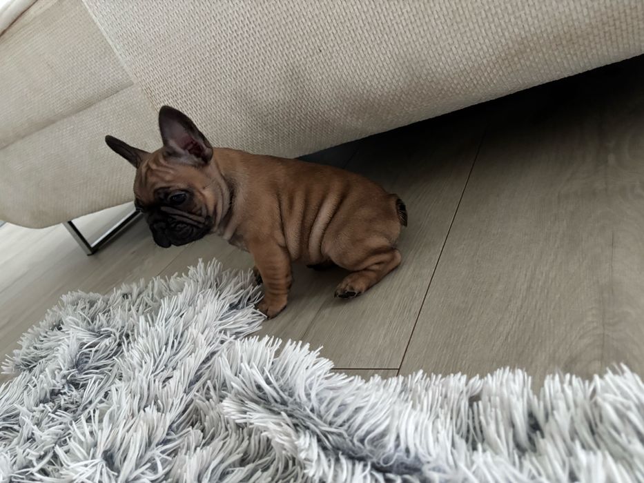 Buldog Francuski ZKwP FCI