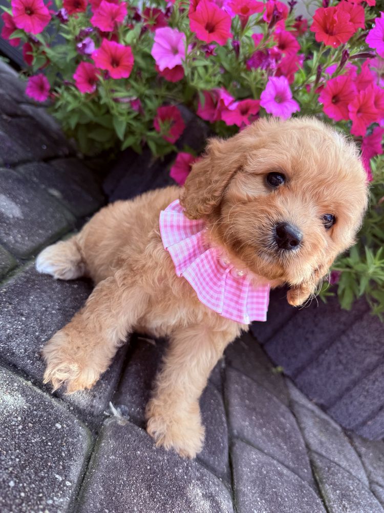 Cavapoo Sunia Hybryda Ras