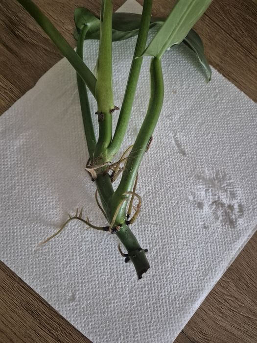 Philodendron silver ukorzenione odnóżki