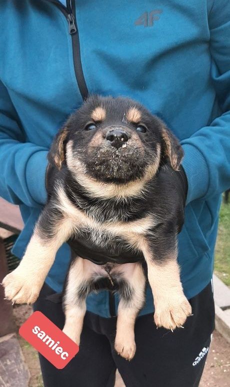 Szczeniaki do adopcji