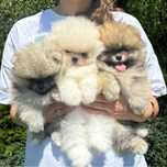 Pomeranian FCI /Suczka /Szpic miniaturowy/ ZKwP
