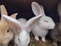 Młode króliki mieszańce dużych ras