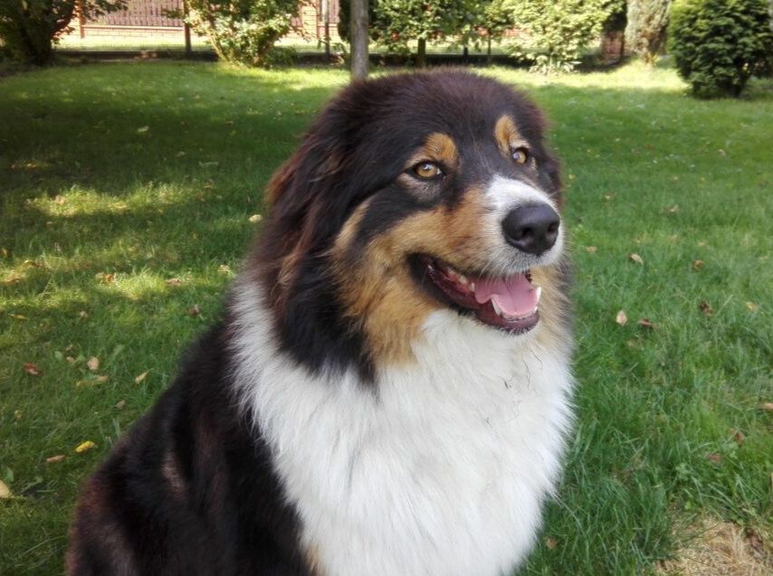 Owczarek australijski typ amerykański aussie szczeniak szczenięta FCI