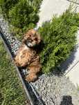 Suczka Shih Poo piekny kolor Z Rodowodem